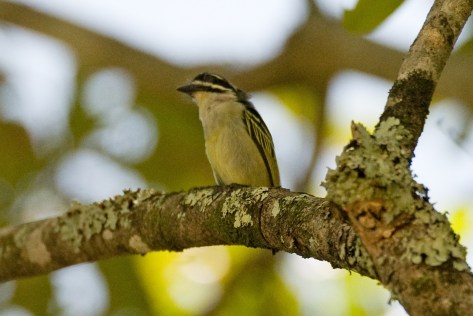 Yellow-rumped Tinkerbird at Aberfoyle