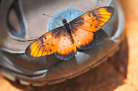 Butterfly took a liking to our shoes