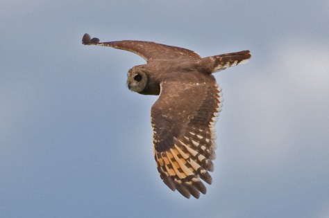 Marsh Owl