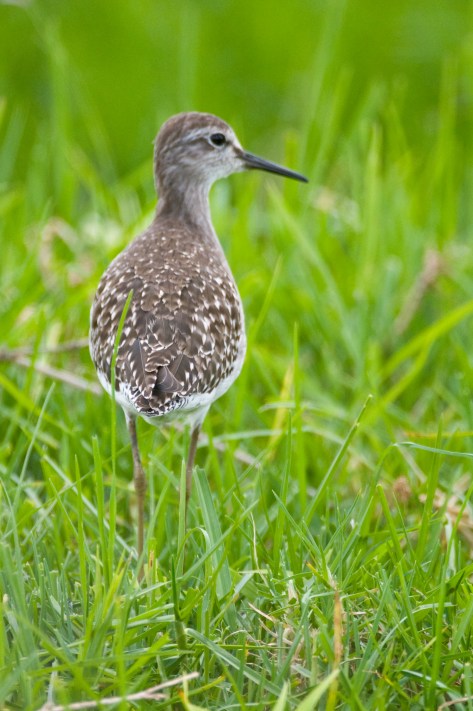 Common Greenshank, Harare Sewerage works