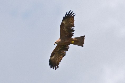 Western Marsh-Harrier