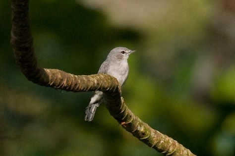Grey Tit-Flycatcher