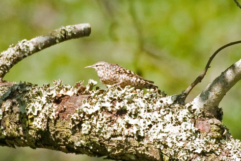 Spotted Creeper well camouflaged on lichen-covered branches