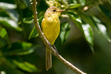 Dark-capped Yellow Warbler