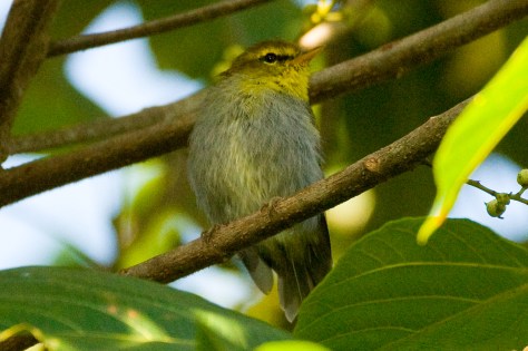 Yellow-throated Woodland-Warbler