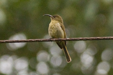 Olive Sunbird at Seldom Seen