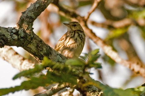 Tree Pipit