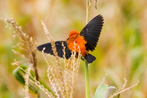 Black-winged Bishop