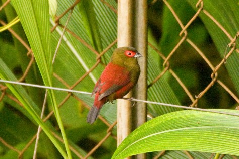 Red-faced Crimsonwing