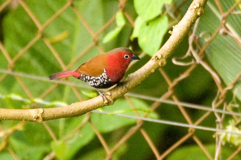 Red-throated Twinspot at Aberfoyle