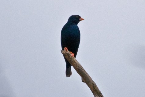 Zambezi Indigobird