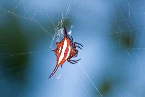 Kite Spider