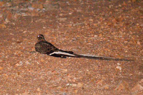 Pennant-winged Nightjar