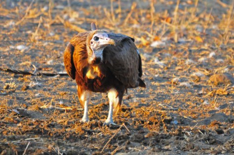 Hooded Vulture