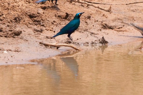 Greater Blue-eared Glossy Starling