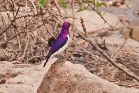 Violet-backed Starling