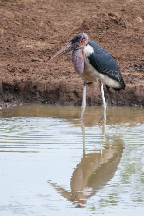 Marabou Stork
