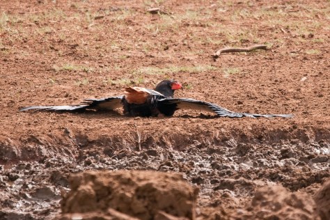 Bateleur in "belly-flop" mode