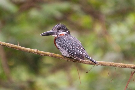 Giant Kingfisher