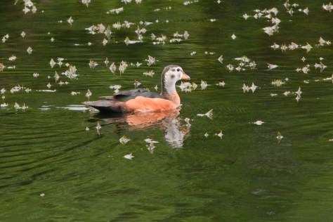 Pygmy Goose, Muirhead Dams