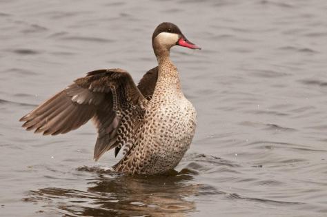 Red-billed Teal