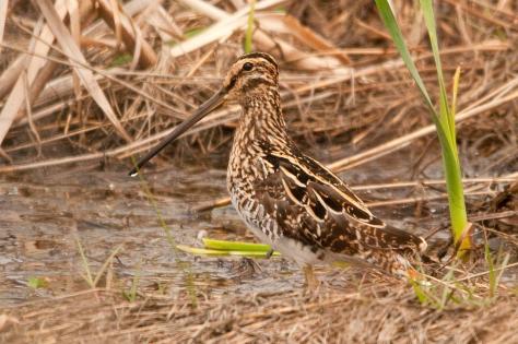 African Snipe