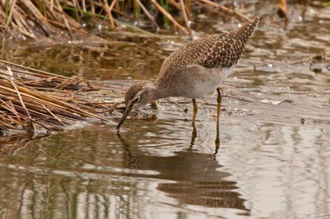 Wood Sandpiper