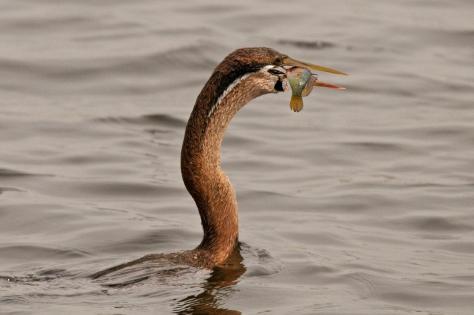 African Darter preparing to swallow