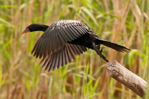 Reed Cormorant