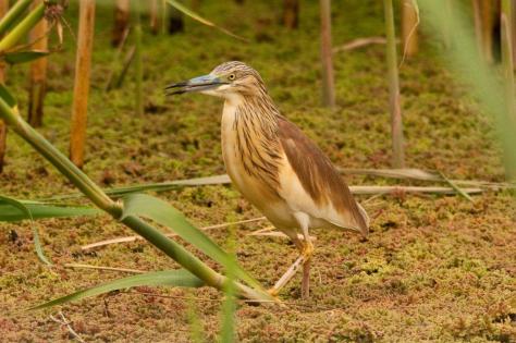 Squacco Heron