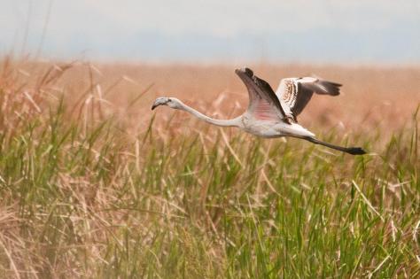 Greater Flamingo