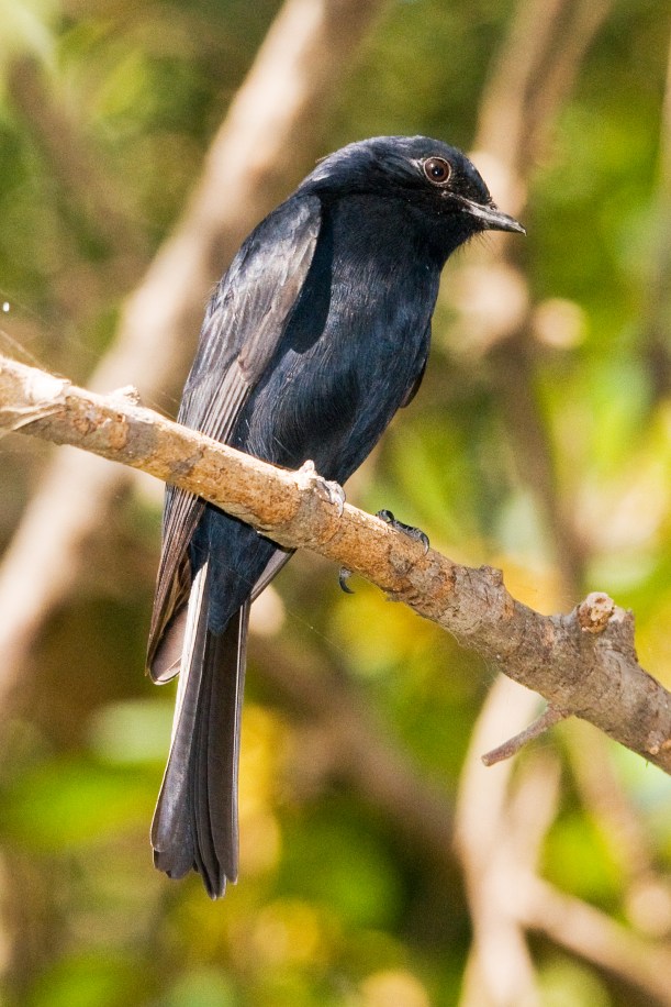 Southern Black Flycatcher