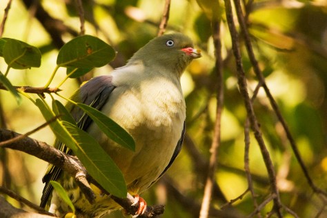 Green Pigeon