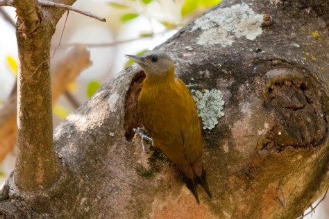 Olive Woodpecker