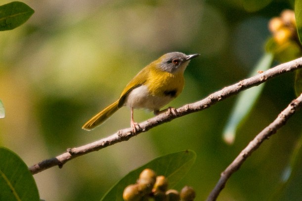 Yellow-breasted Apalis