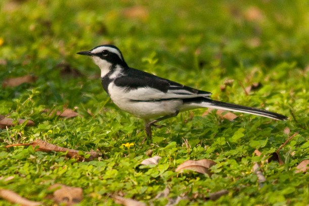 African Pied Wagtail