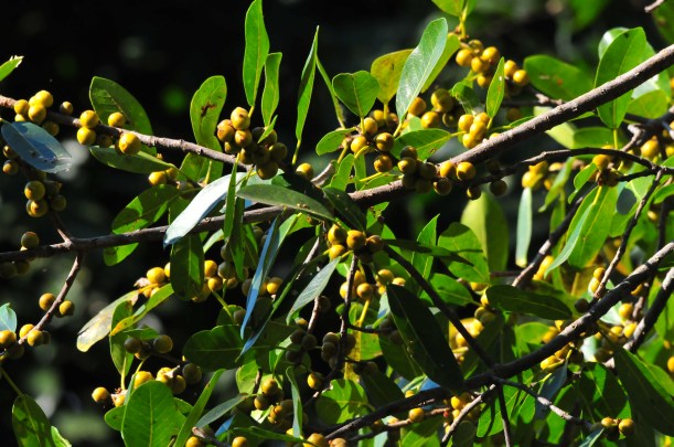 Plenty of wild figs for the birds to enjoy