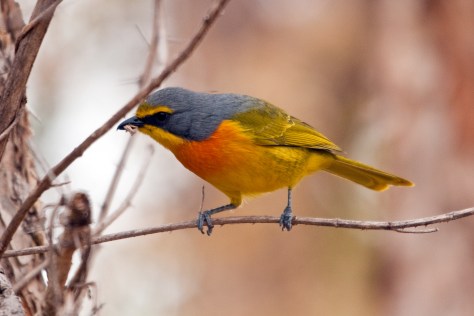 Orange-breasted Bush-Shrike