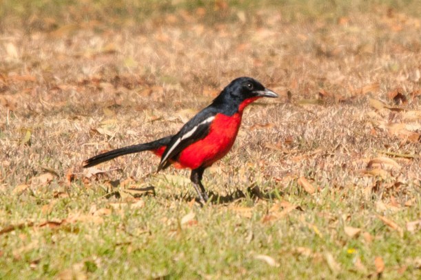 Crimson-breasted Shrike at Ouplaas