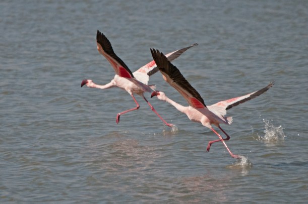 Lesser Flamingo, Barberspan