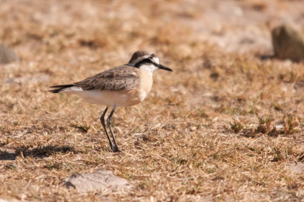 Kittlitz's Plover