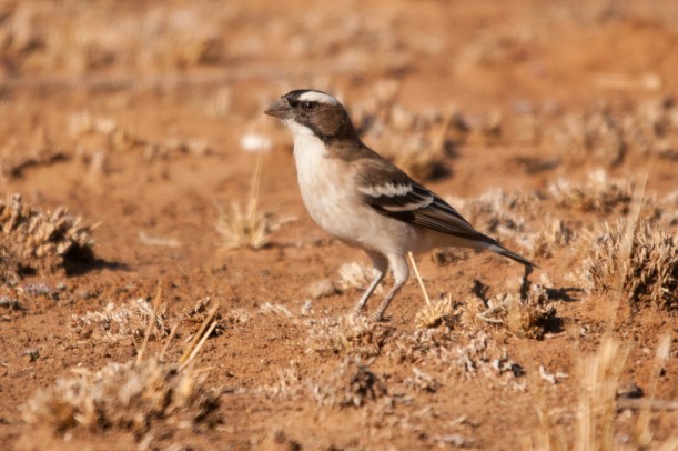 White-browed Sparrow-Weaver, Barberspan
