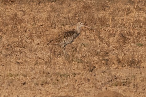 Eurasian Curlew, Barberspan
