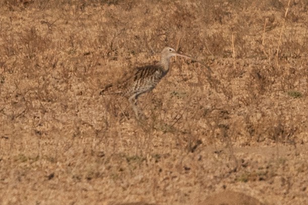 Eurasian Curlew, Barberspan