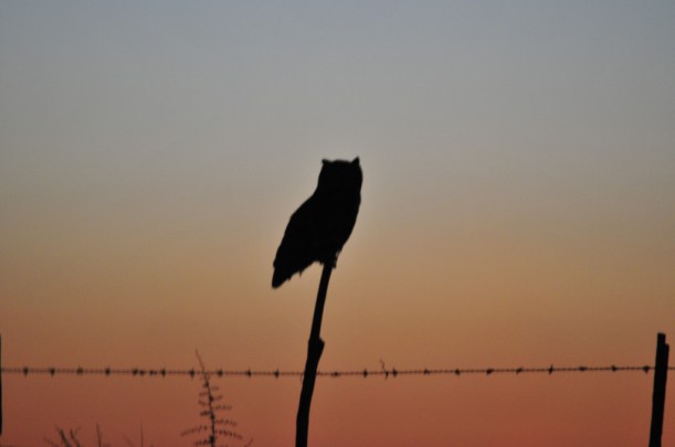 Spotted Eagle-Owl, Ottosdal