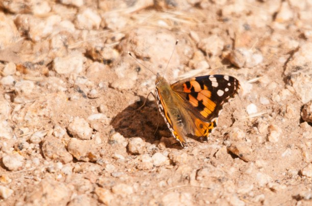 Painted Lady / Sondagsrokkie (Vanessa Cardui), Augrabies NP