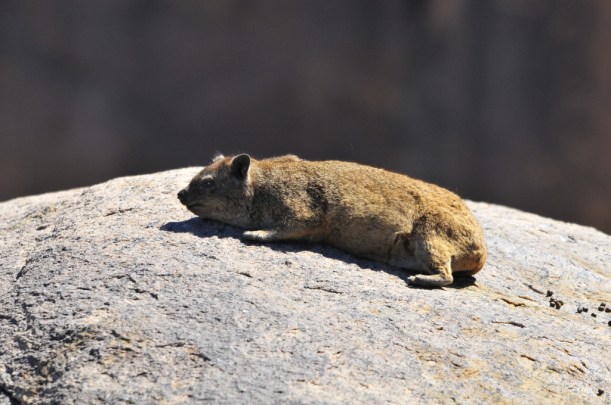 Rock Hyrax / Dassie, Augrabies NP