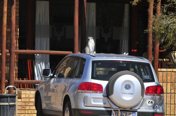 Monkey car-guard, Augrabies National Park