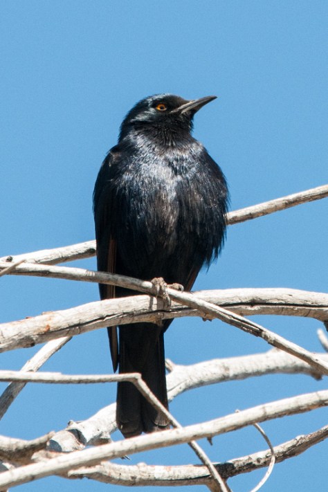 Pale-winged Starling, Augrabies NP