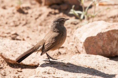 Karoo Scrub-Robin, Augrabies NP